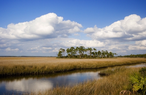 Small Pine Island in coastal saltwater marsh