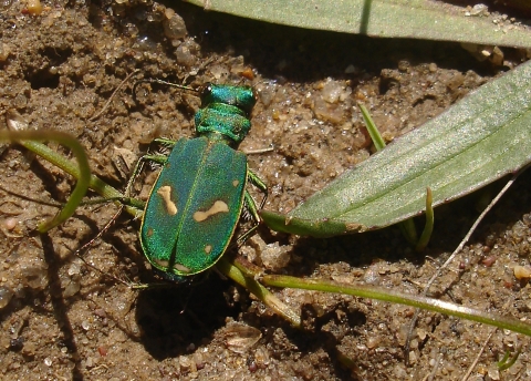 A close up of a shiny green beetle