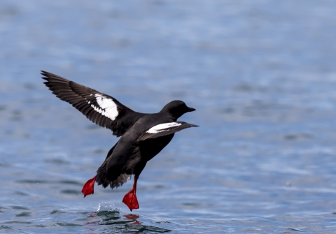 a black and white seabird taking off from water.