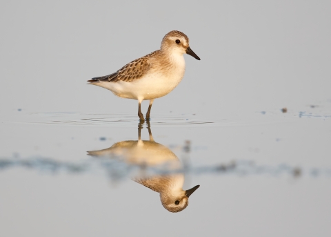 An image of a shorebird standing in very shallow water. 