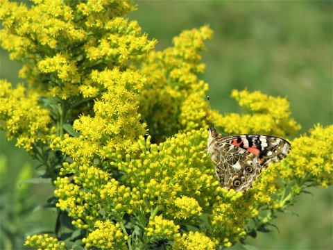Painted Lady Butterfly
