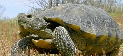 Desert Tortoise