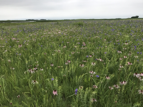 Pale purple coneflower and Ohio spiderwort at Maynard Reece WPA