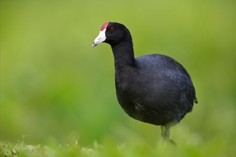 A small, round black bird with a red spot on its forehead 