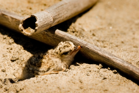 California least tern chick 