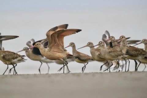 birds on a beach