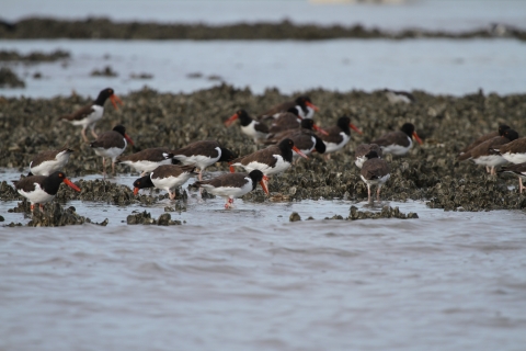 American oystercatchers feeding in oysterbeds around Wolf Island NWR.