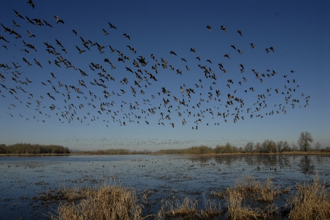 A flock of geese fly over McFadden's Marsh at William L. Finley National Wildlife Refuge