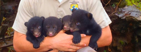 A wildlife biologist holding four small bear cubs in his arms