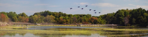 a flock of birds flying over a body of water on a refuge