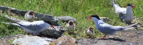 Common tern family