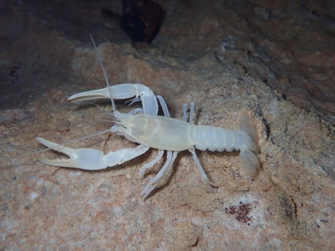 Benton County cave crayfish