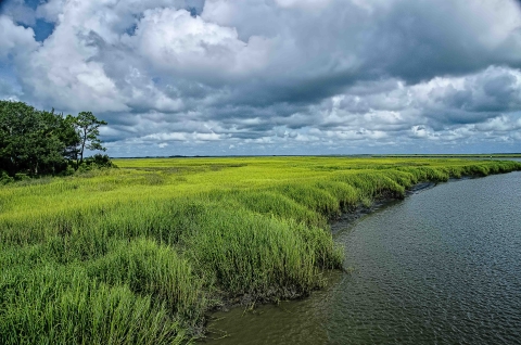 Tall bright green grasses in a salt marsh. Salt marshes are coastal wetlands which are flooded and drained by tides.