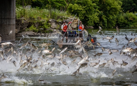 boat with service employees electrofishing with multiple fish jumping out of water