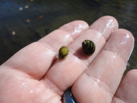 Two black and brown striped pea sized snails being held in a hand.