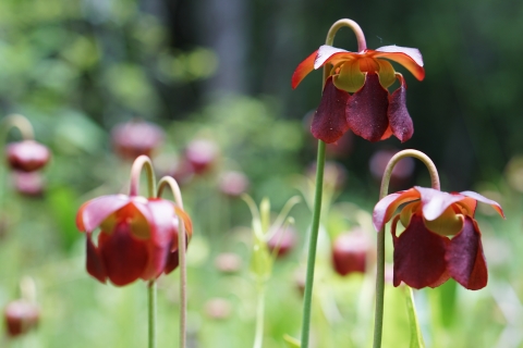 A wetland flower with tall stem that turns downward to allow a deep purple flower to hang