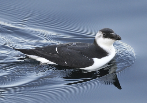 A black and white bird swimming in the water