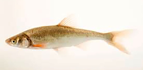 Small fish in water