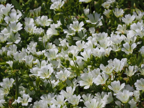 white flowers filling the frame