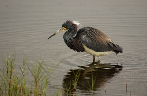 Tricolored heron