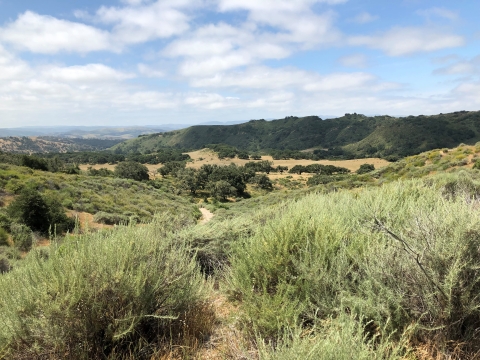 Landscape photo of coastal sage scrub and rolling hills.