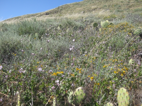 hilly field with wildflowers