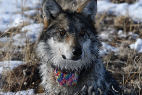 A close up photo of a Mexican wolf wearing a tie-dye colored collar