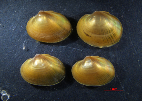 found small mussels placed on a black surface