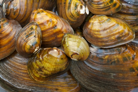 Cluster of freshwater mussel shells
