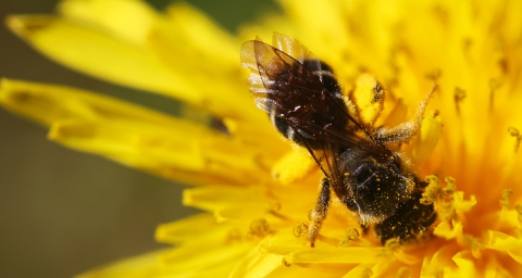 a bee inside of a yellow flower with yellow pollen on its body