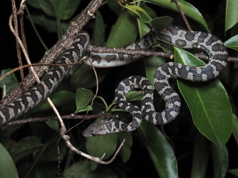 a snake in a tree