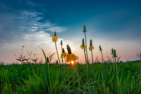 Yellow prairie coneflowers in a lush green field at sunset