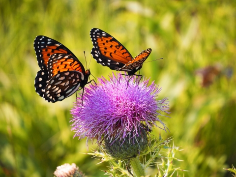 Two orange-black butterflies with black and white spots sit on a purple flower