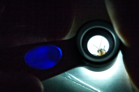 Looking through a microscope, a firefly’s head can be seen peering out
