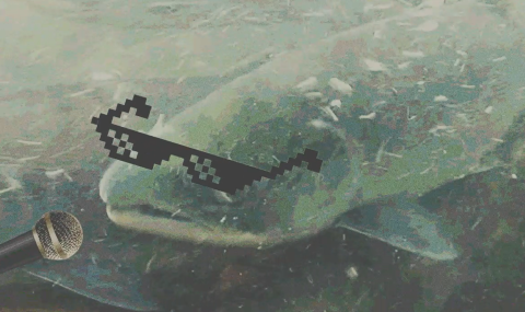 A salmon photoshopped to appear to be wearing glasses and singing into a microphone