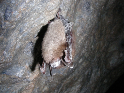 Little brown bat hangs from a cave ceiling with white fungus coating its face and wings.