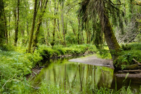 A calm stream is surrounded by moss covered trees and ferns.