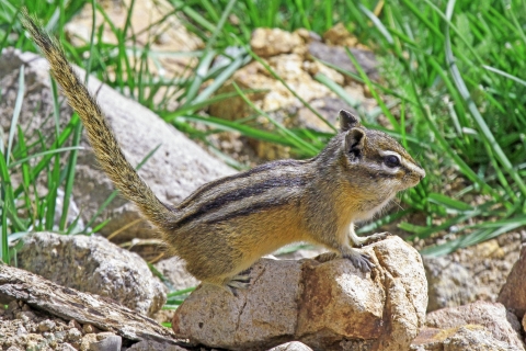 A tan chipmunk with black and white stripes stands alert on a rock in a grassy area.