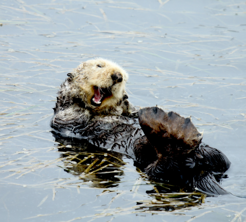 A southern sea otter floats on a bed of eelgrass and yawns