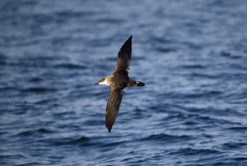 an adult great shearwater with wings spread out, flying at a diagonal over the open ocean