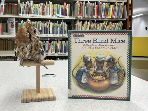 Our owl ambassador, Luna, sits on a perch in the library. She's looking at her favorite book that is propped beside her.