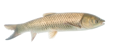 Fish with elongated body and large scales. Mouth is terminally located on a wide head and eyes are small and low on the head