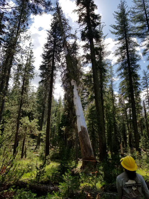Image of a cross-cut saw crew member observes a large tree falling after being cut in a forest