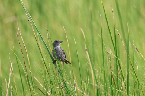 Image of a seaside sparrow perching on tall grass
