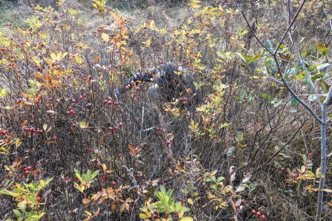 Lone biologist in the brush, clipping stems