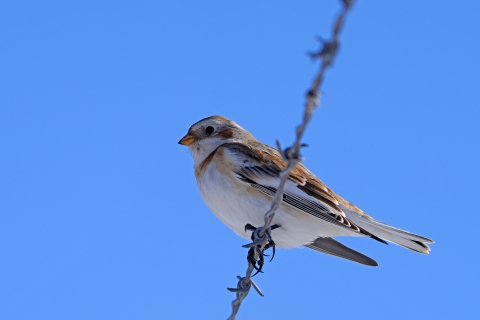 A snow bunting perched on a barbed wire fence