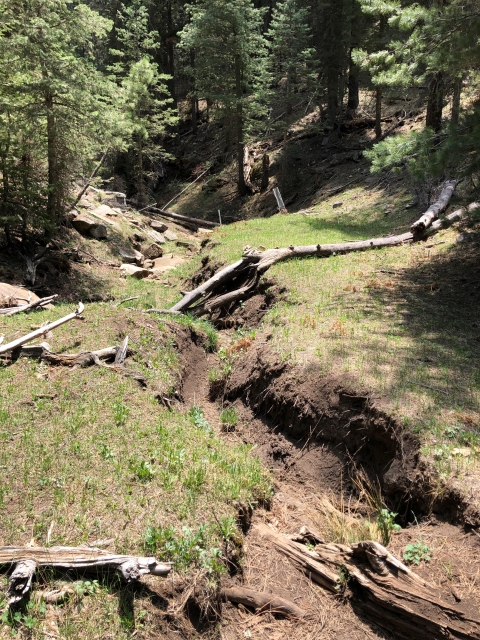 Dry eroded stream channel in a forest