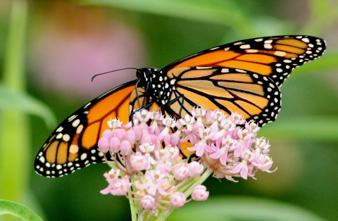 A monarch butterfly sips nectar from a swamp milkweed flower