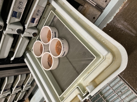 PVC cups with screen bottoms hold differently fertilized sets of salmon eggs. The eggs are being set in the hatching racks to incubate until embryos can be counted. 