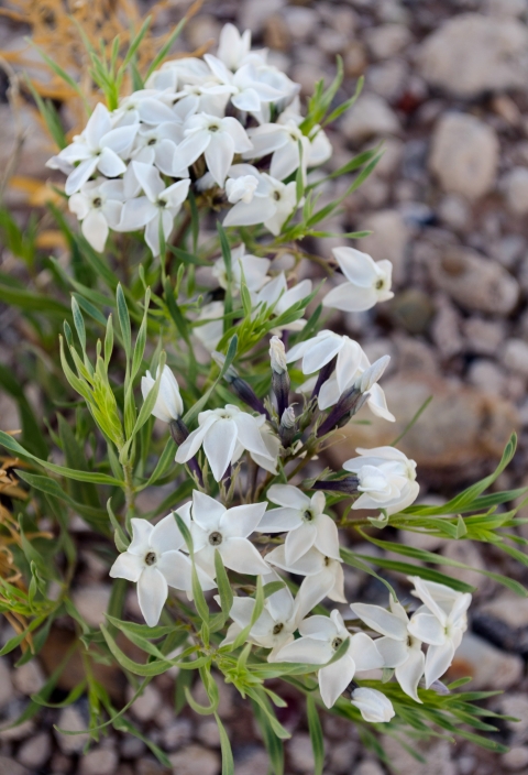 a small plant with many five-petaled white flowers